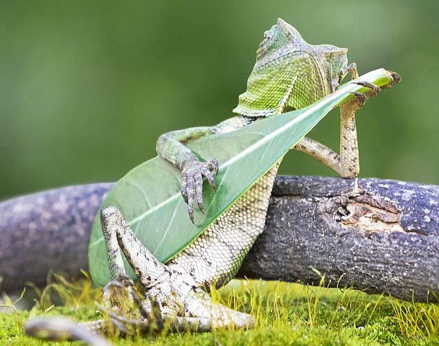 Kadal Main Gitar? Karya Fotografer Indonesia Diakui Media   Asing